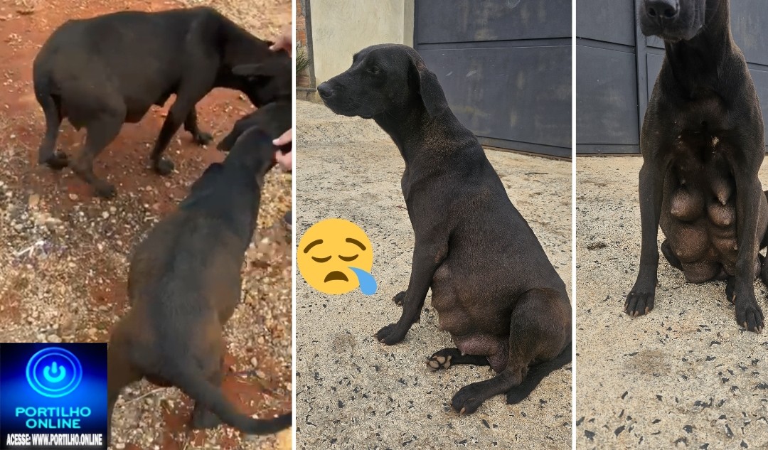 📢🐕‍🦺🦮🐕🐈‍⬛PORTILHO, FAZ UMA DENÚNCIA PRA NÓS AÍ