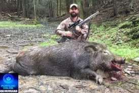 👉🗣🐖🚨🚓🚔Caça  de javali🐗🐗  é liberada em todo Minas Gerais; veja novas regras