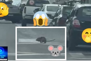 👉🤭🐀🫣🚨😱🤔Rato 🐭🐁🐀 atravessa faixa de pedestres e não é atropelado 🤭🚛😂🤣