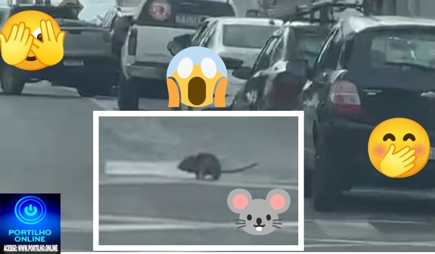 👉🤭🐀🫣🚨😱🤔Rato 🐭🐁🐀 atravessa faixa de pedestres e não é atropelado 🤭🚛😂🤣