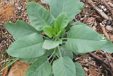 🥬😱🚒🚑😨Couve 🥬 🥬 assassina.Boa tarde, Portilho. A planta encontrada realmente se assemelha à chamada “falsa couve”.