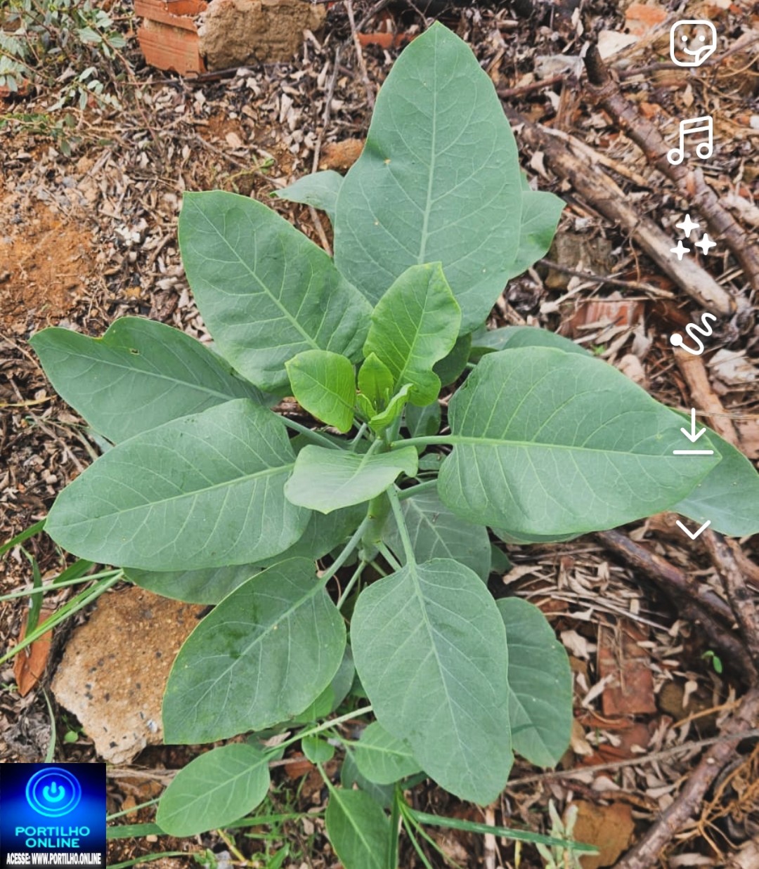 🥬😱🚒🚑😨Couve 🥬 🥬 assassina.Boa tarde, Portilho. A planta encontrada realmente se assemelha à chamada “falsa couve”.
