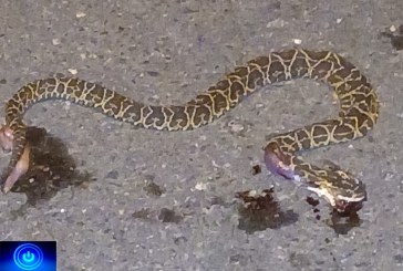 👉🫵👀😱🐍😡😠Portilho peço que nos ajude. 😳😱🐍Olha a cobra filhote de Urutu que está morta de frente a minha casa.