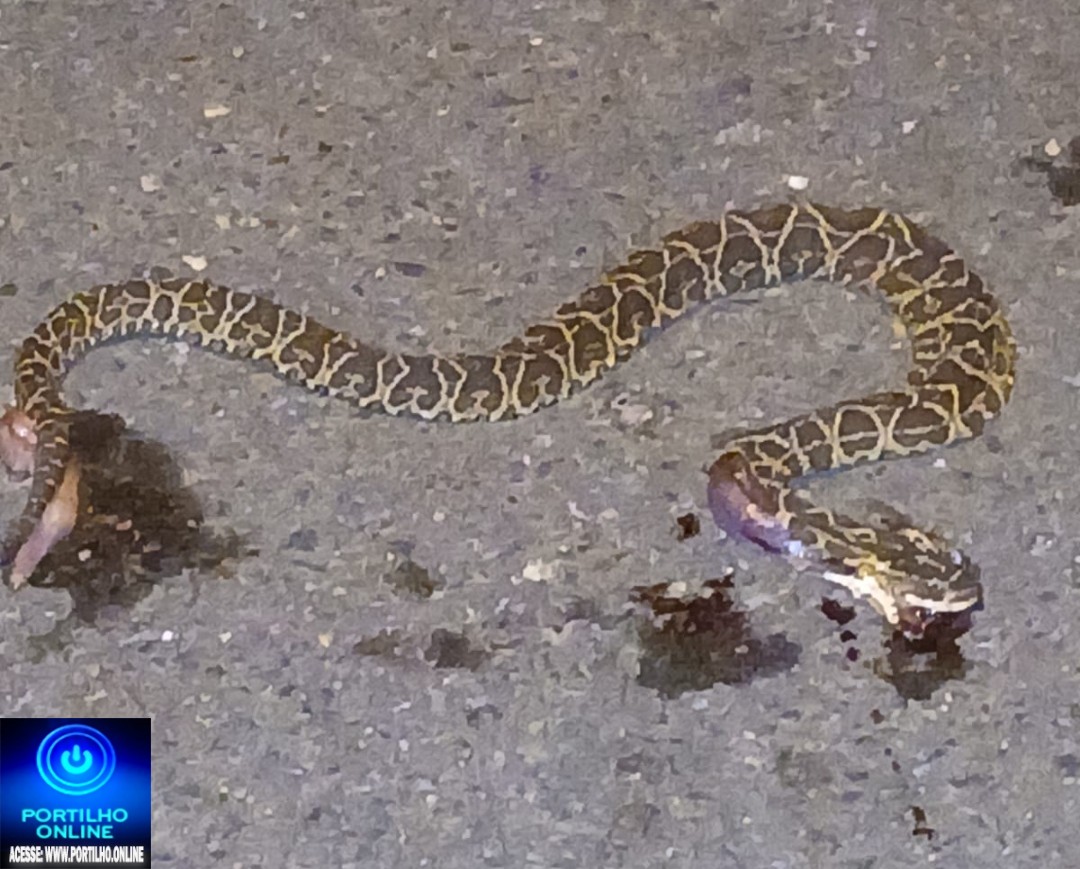 👉🫵👀😱🐍😡😠Portilho peço que nos ajude. 😳😱🐍Olha a cobra filhote de Urutu que está morta de frente a minha casa.