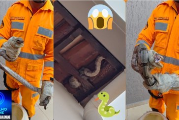 👉⛎🐍🫣😱🚨🚒🚒🚒Olha a cobra! 🐍😅 Jibóia não peçonhenta é encontrada em telhado de residência