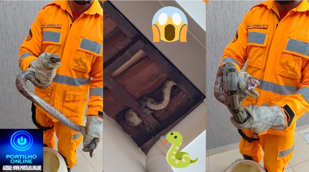 👉⛎🐍🫣😱🚨🚒🚒🚒Olha a cobra! 🐍😅 Jibóia não peçonhenta é encontrada em telhado de residência