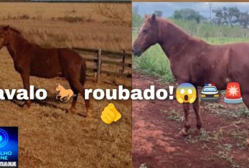 👉🚔😱🐴🚨🫵Cavalo  roubado!🫵: Eai Portilho blz. Portilho Pode quem pegou o animal pra ele se quiser ir lá e devolver