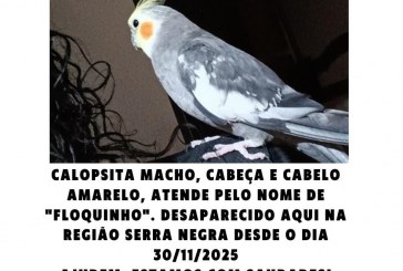 👉🐦🦜🐦‍⬛😥🦜‍Calopsita desaparecida. Gratifica-se. Contato: 34 99718 3941