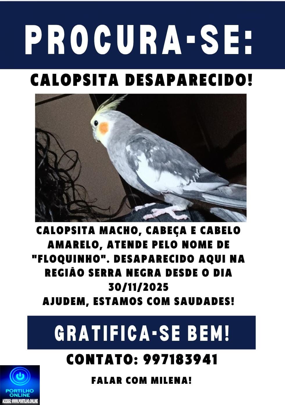 👉🐦🦜🐦‍⬛😥🦜‍Calopsita desaparecida. Gratifica-se. Contato: 34 99718 3941