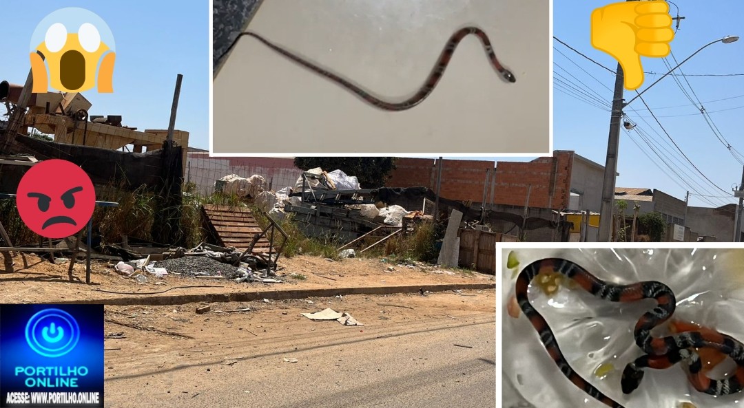 👉😡👎🦂🕷️🐸🐍🐭🐁🦎🦟🪳🪲🦗🐜Boa noite Portilho! Estamos cercados por cobras, escorpiões 🦂 🕷️ ♏ e outros vizinhos indesejáveis