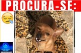 👉😔🙄😭🐩🐕🐈 Cãozinho “Pingo” está desaparecido!