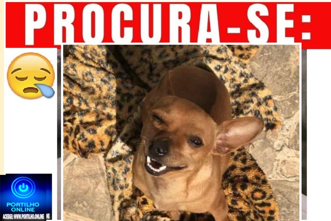 👉😔🙄😭🐩🐕🐈 Cãozinho “Pingo” está desaparecido!