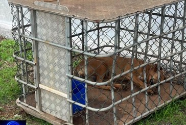 👉😱📢👎😥🫵🐕🐕‍🦺Bom dia Portilho, Quero faz uma denúncia sobre essa cachorra que está aqui na Pif Paf