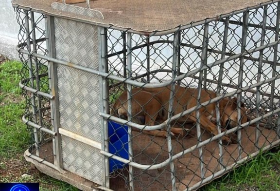 👉😱📢👎😥🫵🐕🐕‍🦺Bom dia Portilho, Quero faz uma denúncia sobre essa cachorra que está aqui na Pif Paf