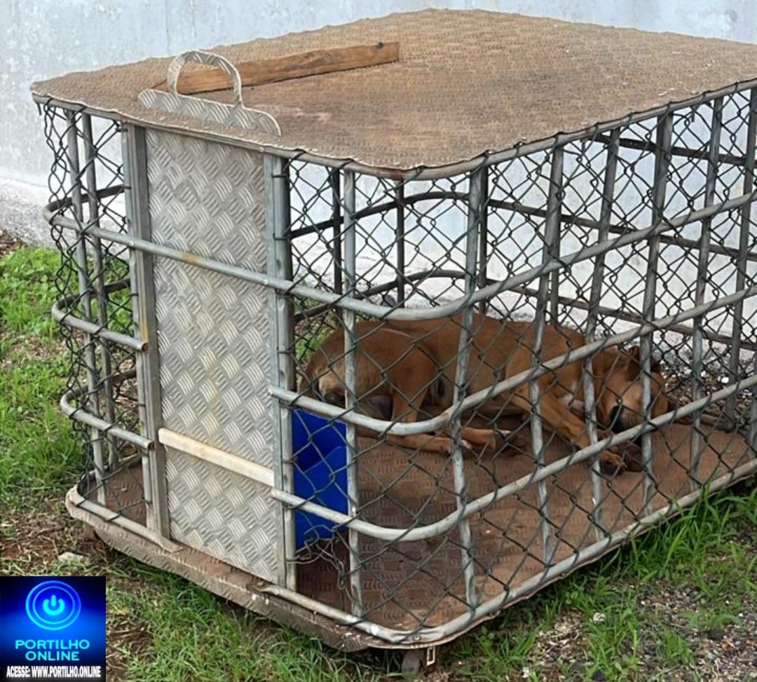 👉😱📢👎😥🫵🐕🐕🦺Bom dia Portilho, Quero faz uma denúncia sobre essa cachorra que está aqui na Pif Paf