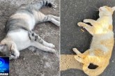 👉😥☠️👽🐈🐱😥🚨Envenenamento de gato!  Olá, Portilho, Já é o quarto gato que morre