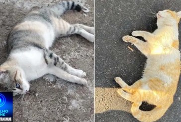 👉😥☠️👽🐈🐱😥🚨Envenenamento de gato!  Olá, Portilho, Já é o quarto gato que morre