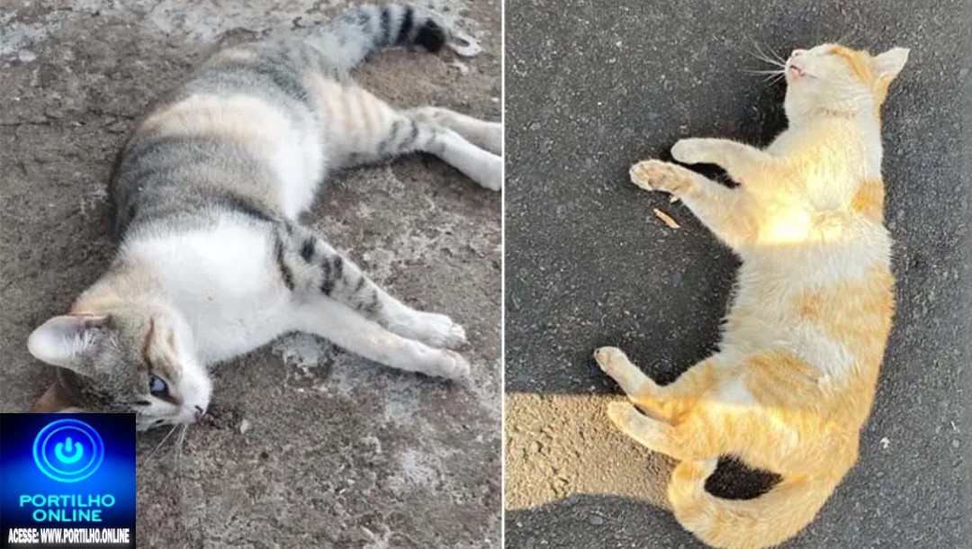 👉😥☠️👽🐈🐱😥🚨Envenenamento de gato!  Olá, Portilho, Já é o quarto gato que morre