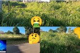 👉🦟🤢👊😡🚧👎🐀🦎🐍🐸🕸️🕷️🦂🦟🦟Lotes abandonados e tomado pela vegetação preocupa vizinhança