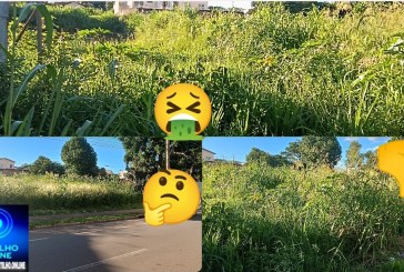 👉🦟🤢👊😡🚧👎🐀🦎🐍🐸🕸️🕷️🦂🦟🦟Lotes abandonados e tomado pela vegetação preocupa vizinhança