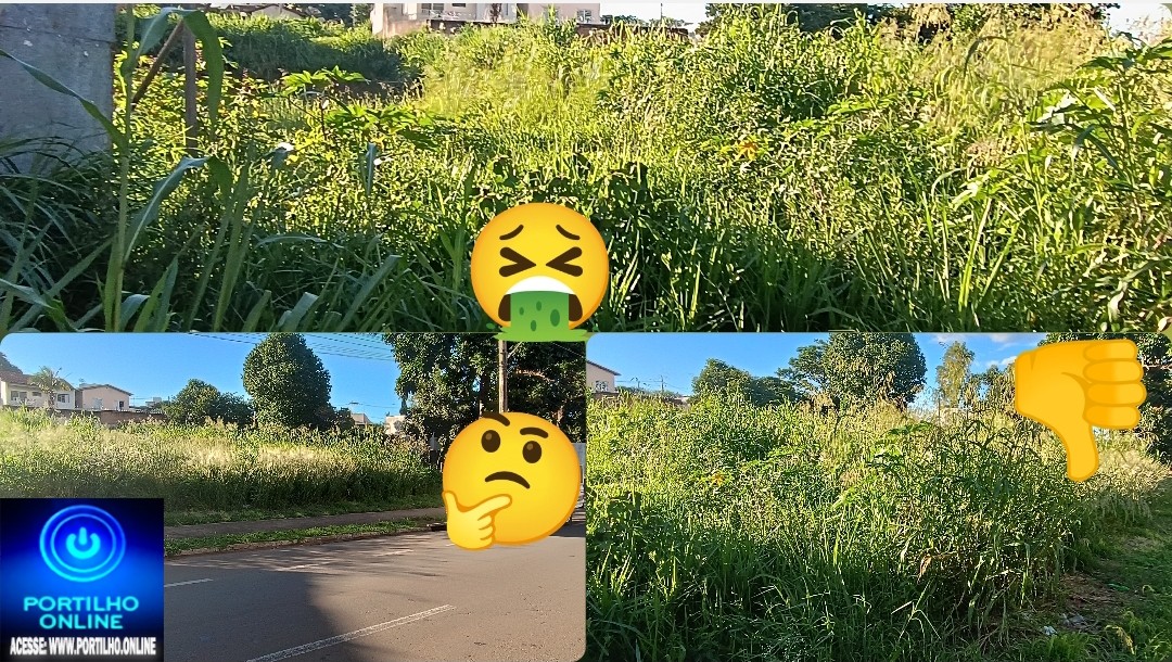 👉🦟🤢👊😡🚧👎🐀🦎🐍🐸🕸️🕷️🦂🦟🦟Lotes abandonados e tomado pela vegetação preocupa vizinhança