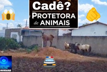 👉🐎🚔😱🗣️🙂‍↕️Cadê ” as tais protetoras dos animais”?!🫵🤔Cavalos são mantidos confinados em lote sem proteção contra sol e chuva