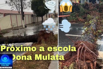 Pé 🦶 de vento e forte Ventania  derruba árvore   próximo a escola Dona Mulata