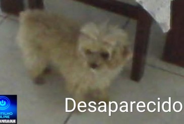 👉📢😔🐕🐩CÃO DESAPARECIDO: Lulu da raça Poodle, macho, desapareceu no bairro Morada Nova
