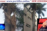 👉😱🚨 PORTILHO A PAINEIRA QUE TAVA AS ABELHAS 🐝 🐝 CAIU UMA FOLHA EM CIMA DO CARRINHO DE PIPOCA  🌴🐝🌴🐝🩺🥱📢😱🌴🌴🌴