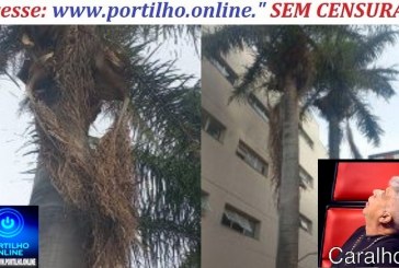 👉😱🚨 PORTILHO A PAINEIRA QUE TAVA AS ABELHAS 🐝 🐝 CAIU UMA FOLHA EM CIMA DO CARRINHO DE PIPOCA  🌴🐝🌴🐝🩺🥱📢😱🌴🌴🌴