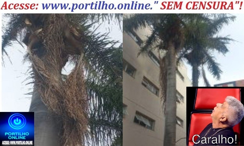 👉😱🚨 PORTILHO A PAINEIRA QUE TAVA AS ABELHAS 🐝 🐝 CAIU UMA FOLHA EM CIMA DO CARRINHO DE PIPOCA 🌴🐝🌴🐝🩺🥱📢😱🌴🌴🌴