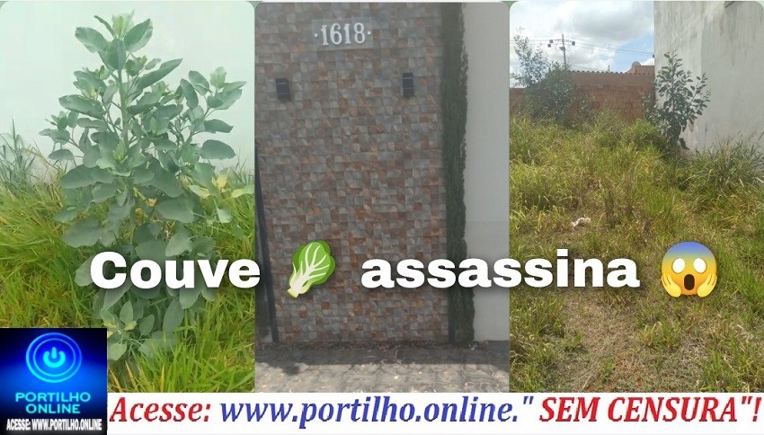 👉🥬😱🚨👎🚧🕯⚰Bom dia Portilho, olha o tamanho dos pés da falsa 🥬 😱 aqui no bairro Jardim Alvorada