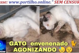 👉😱🫵😈🐈😡👹☠️👺Gato 🐈 e cães envenenados Boa noite Portilho olha que covardia.