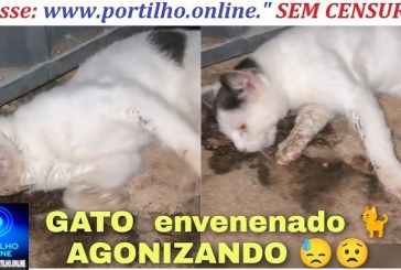 👉😱🫵😈🐈😡👹☠️👺Gato 🐈 e cães envenenados Boa noite Portilho olha que covardia.