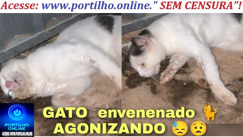 👉😱🫵😈🐈😡👹☠️👺Gato 🐈 e cães envenenados Boa noite Portilho olha que covardia.