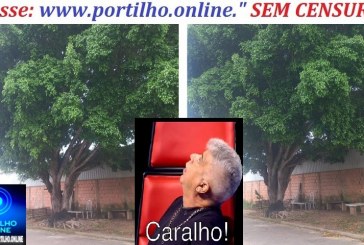 👉🧐😱🌳🌲🚒🚑🚨🤔😮Portilho essa árvore ta enorme, ontem com o vento ela estralou toda pra cair.