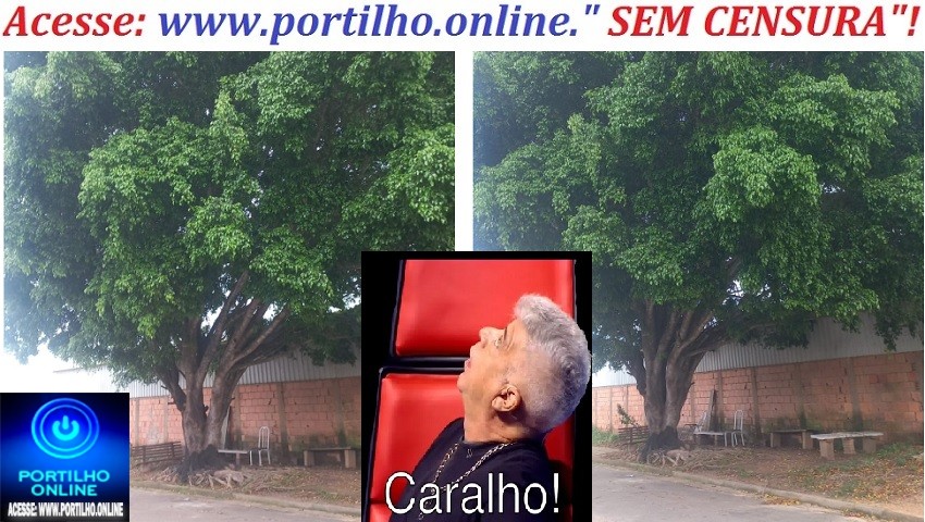 👉🧐😱🌳🌲🚒🚑🚨🤔😮Portilho essa árvore ta enorme, ontem com o vento ela estralou toda pra cair.