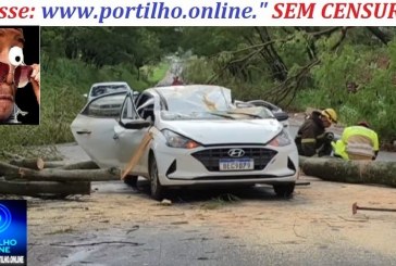 👉😱🧐🚨🌳🌲🚒🚑🚨🚔Pedido urgente de remoção de árvores às margens da MG-230
