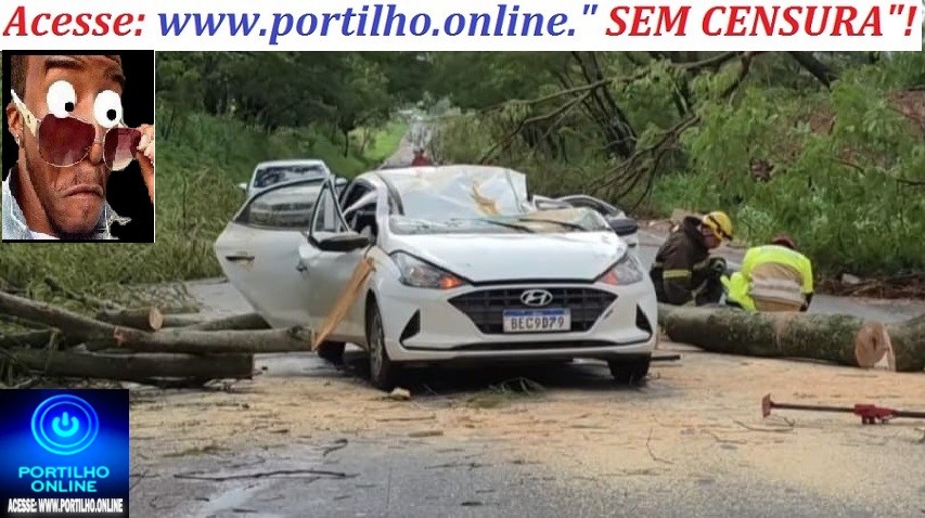 👉😱🧐🚨🌳🌲🚒🚑🚨🚔Pedido urgente de remoção de árvores às margens da MG-230