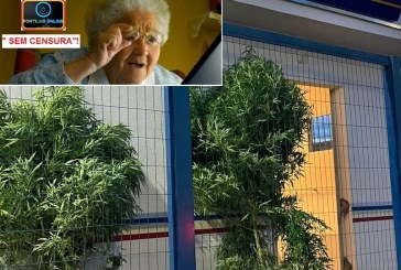 👉😱👿🚔🗣🚨☠👏👏👏Pé de Maconha! Gente!!! Olha isso: dois pés de maconha, já “adultos e maiores de idade”, na porta da Polícia Militar???