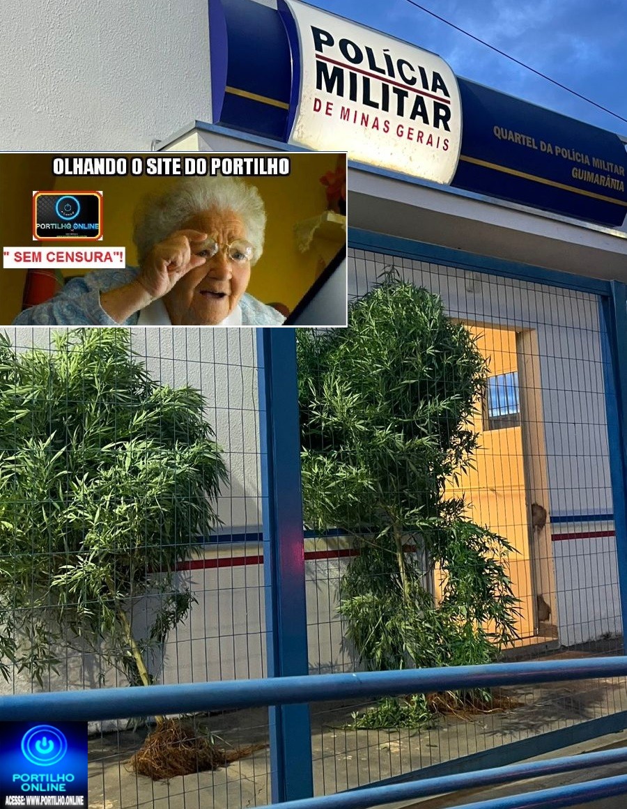 👉😱👿🚔🗣🚨☠👏👏👏Pé de Maconha! Gente!!! Olha isso: dois pés de maconha, já “adultos e maiores de idade”, na porta da Polícia Militar???