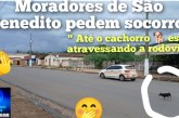 👉😡👎🤝🐍🐸🕸️🕷️🦂🦟Moradores de Salitre e são Benedito pedem socorro devido ao matagal