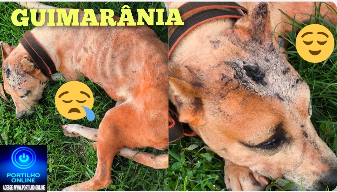 👉😌🥲🫵😡👎🚨🚔Cachorro morrendo a míngua.👉🙂‍↕️😌🥲Boa noite Portilho queria que você divulgasse no seu site