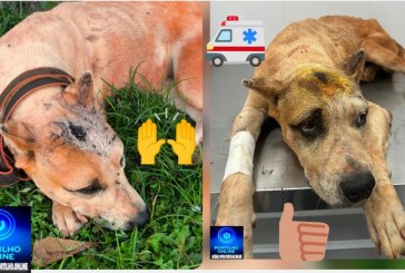 👉👏 Guimarânia.📢✍️🤝👍🙏🐕‍🦺🐕A cadela da raça Pit Bull, que estava morrendo à míngua, agora está sendo cuidada