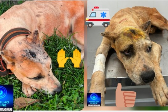 👉👏 Guimarânia.📢✍️🤝👍🙏🐕‍🦺🐕A cadela da raça Pit Bull, que estava morrendo à míngua, agora está sendo cuidada