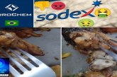 👉 EUROCHEM SERRA DO SALITRE.🤢🤮👎😡 🪰 🤮 🤢 🪰 Boa tarde Portilho o ” cardápio Sodexo é servir bichos e larvas na comidas