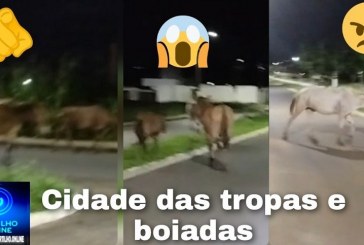 📢🫵😡👎🤠🐴🐎🐐🐖🐏🐄🐂Cidade das tropas e boiadas está sem controle