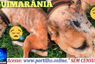 👉😌🥲🫵😡👎🚨🚔Cachorro morrendo a míngua.👉🙂‍↕️😌🥲Boa noite Portilho queria que você divulgasse no seu site