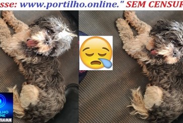 Cão encontrado! entrar em contato 34 8865-5447 