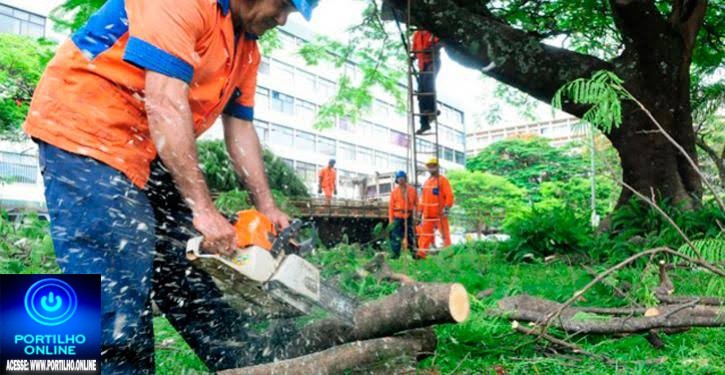 👉🤔😡😡😠Denúncia de corte de árvores em Salitre de Minas 👉🌳🌲📢🫵